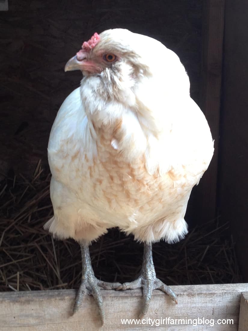 Many tufted birds are thought to lay green or blue eggs, but you never know what you're going to get with an Easter Egger. This one lays pink eggs.