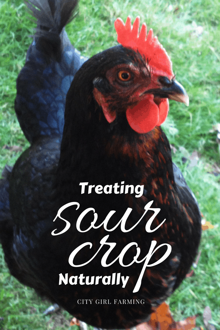 Sour crop can be fatal for a hen, but the good news is that there are natural ways to treat it that are very effective!