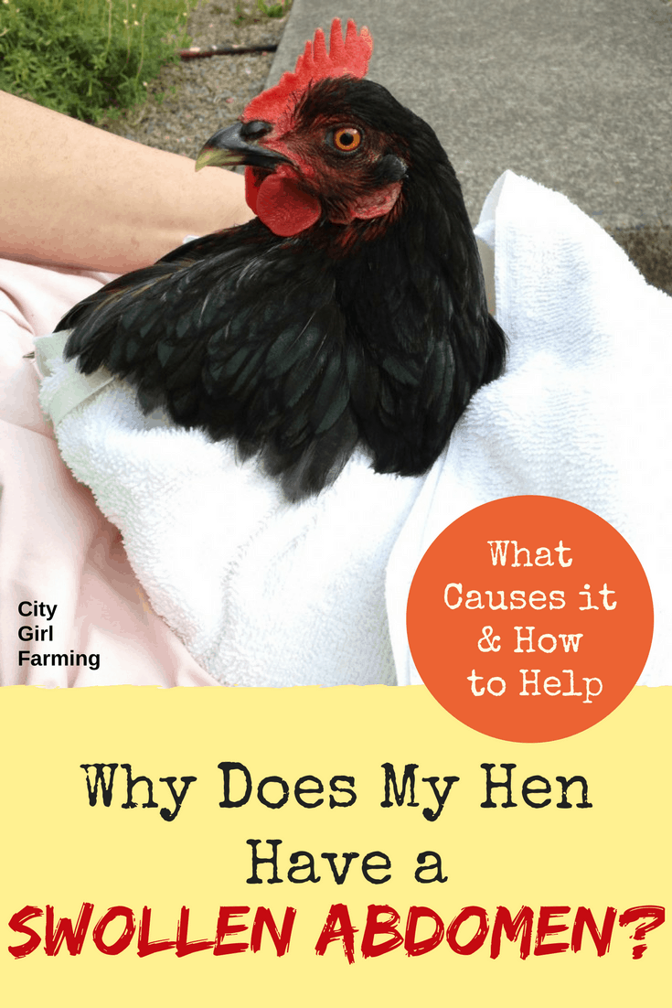 What do you do when you have a chicken with a very swollen abdomen? Here's how you can help.