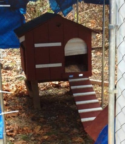 New Hen Pad: Converted dog house and dog run.