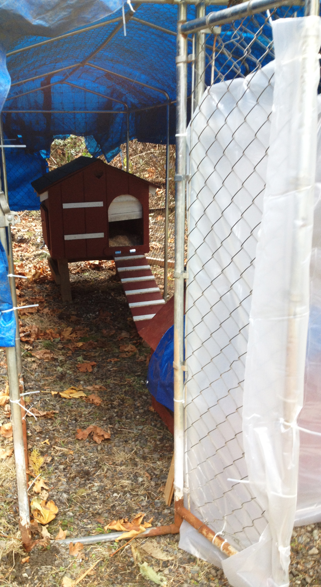 New Hen Pad: Converted dog house and dog run.