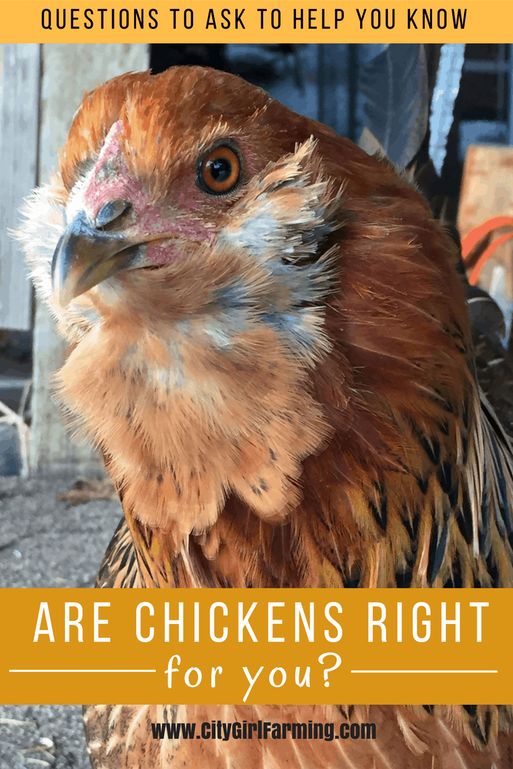 Are Chickens Right For You
