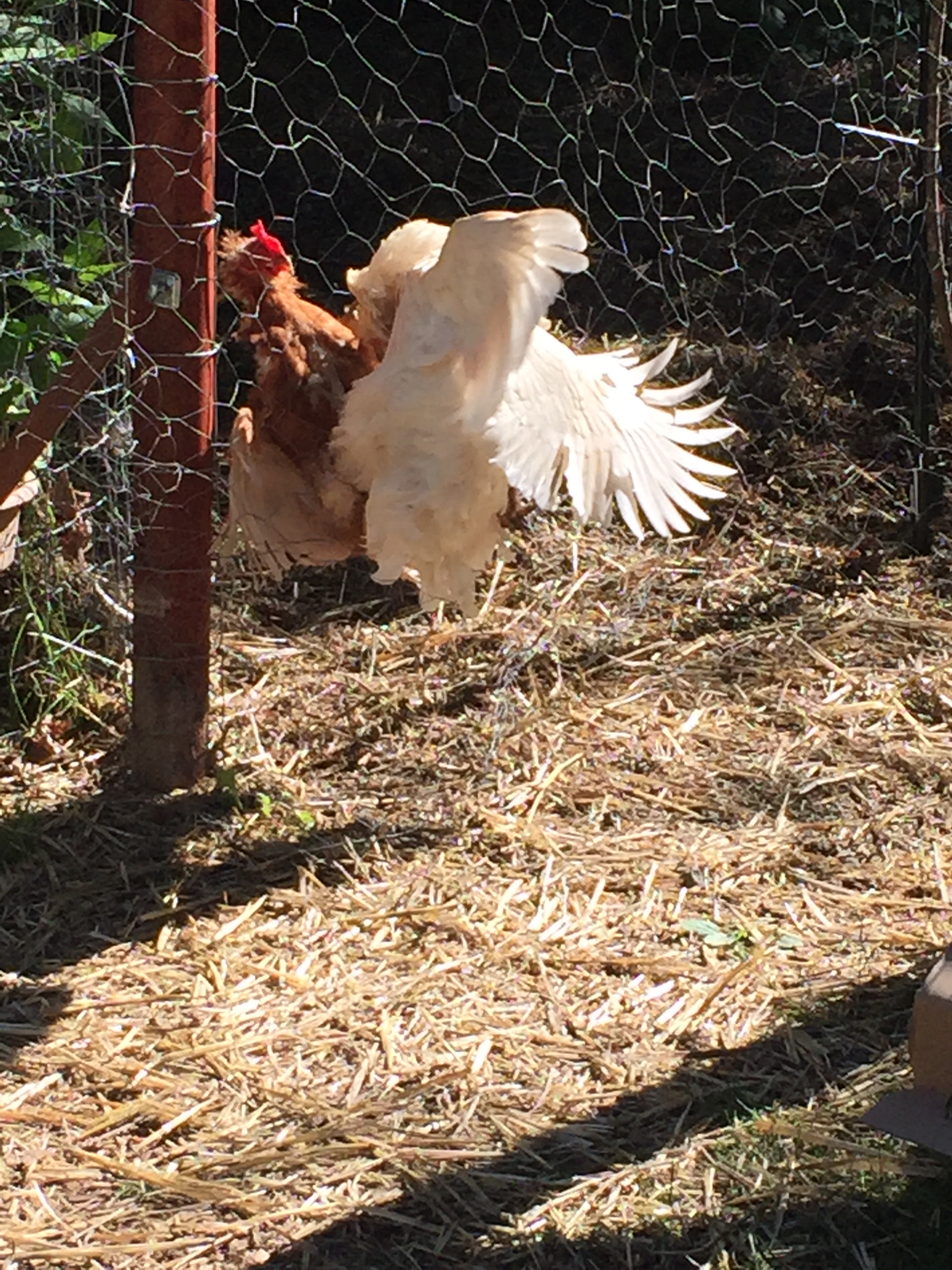 Hattie trying to show Millie who was boss through the fence (I re-enforced it with more wire after this episode).