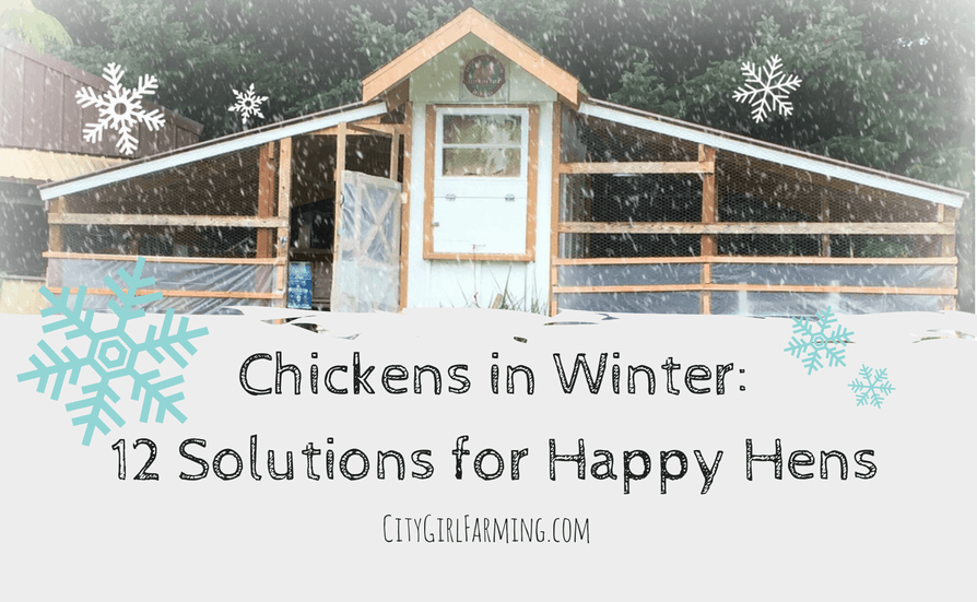 chickens-in-winter-12-solutions-for-happy-hens