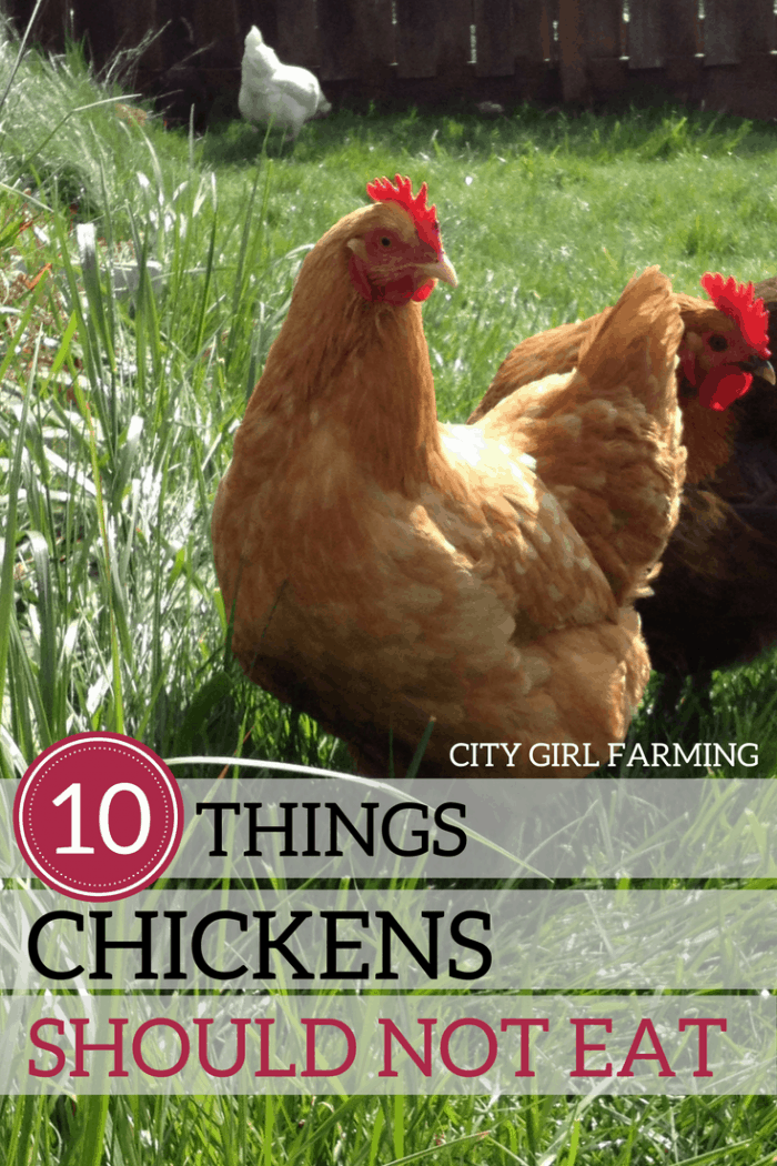 Things Chickens Should NOT Eat CITY GIRL FARMING