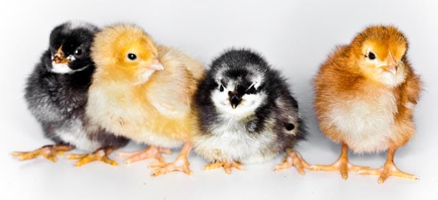 baby-chicks