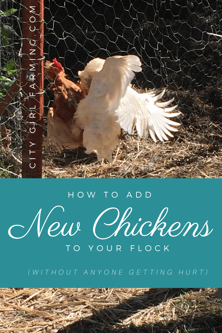 Add-new-chickens-to-flock