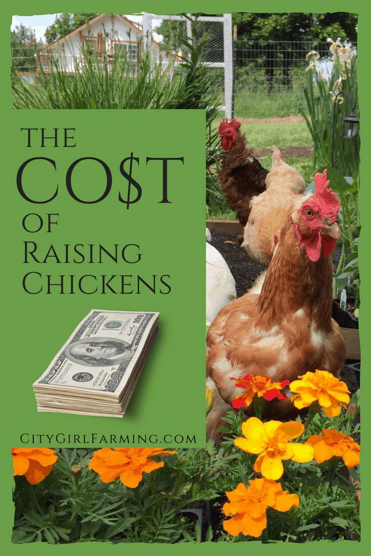 Cost of raising chickens banner