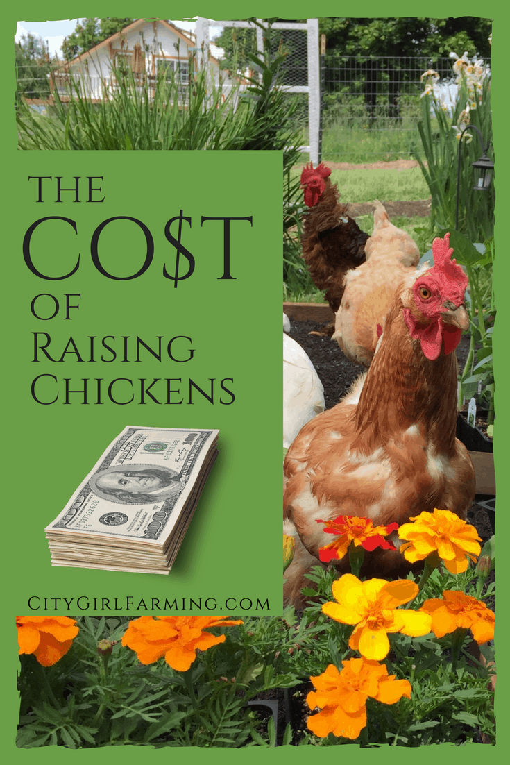 The Cost of Raising Chickens (What You'll Need to Get Started) - CITY GIRL  FARMING