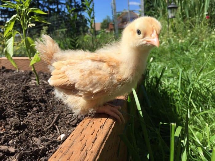 Take the mystery out of feeding your chickens. Know what to feed them when, no matter how old they are.