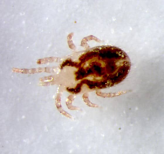 Northern Fowl Mite