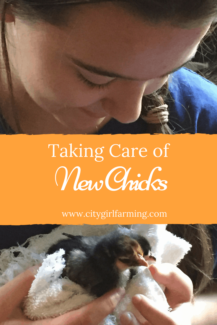 Taking-care-of-new-chicks
