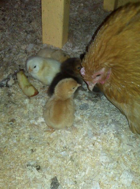 harriet-with-chicks