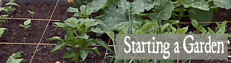 starting-a-garden-800