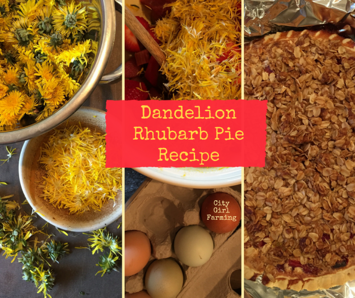 dandelion rhubarb pie is the perfect way to celebrate spring! This pie is part custard, part fruit crisp and part fruit pie. It's also 100% wonderful.