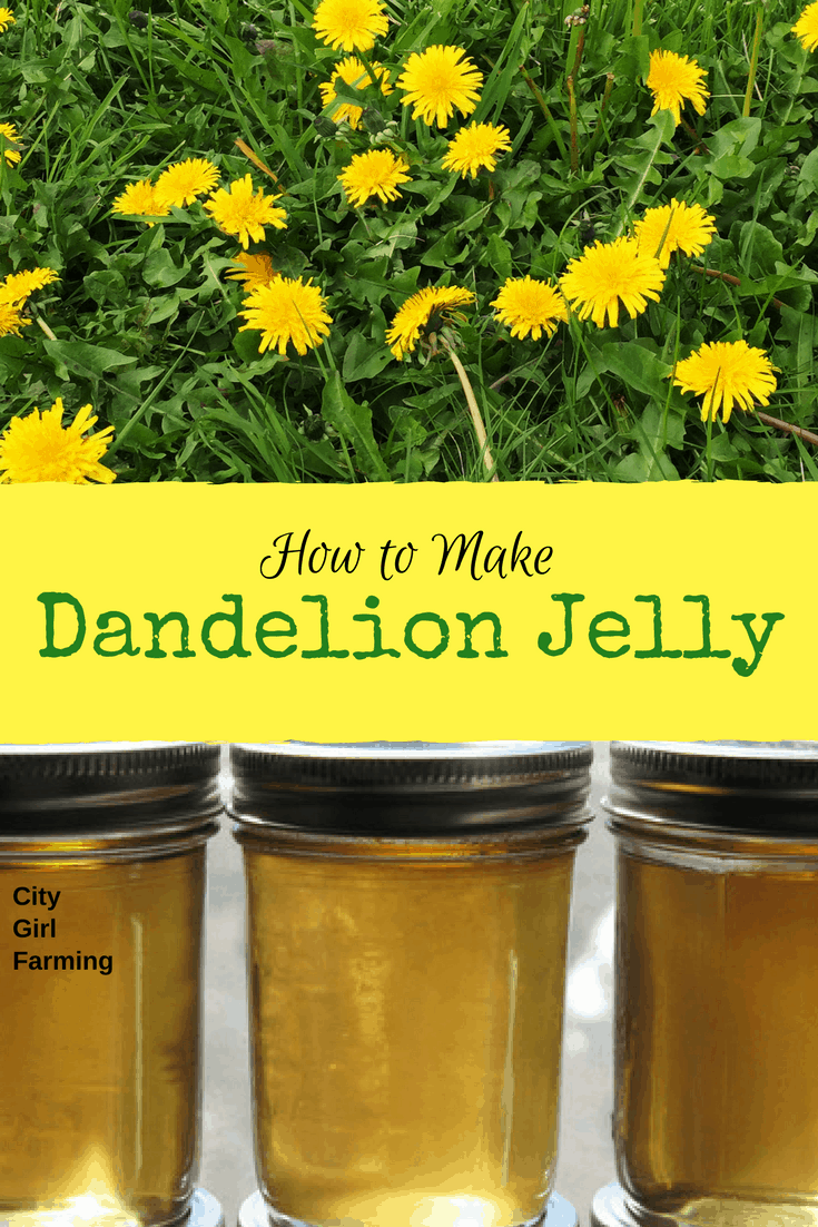 Dandelion Jelly - CITY GIRL FARMING | Sustainable Living for Regular People