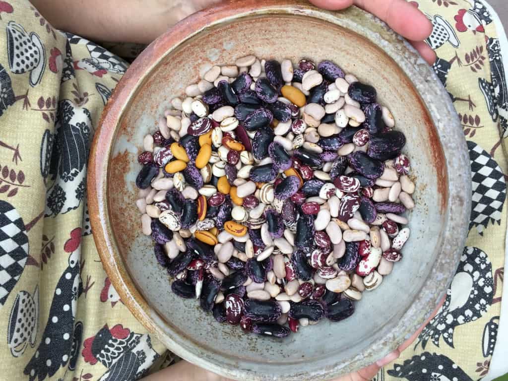 Harvesting Heirloom beans