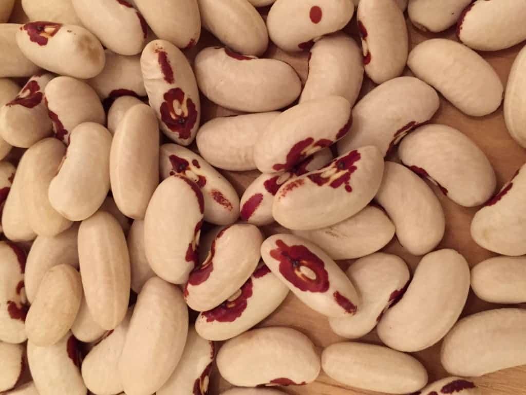 Spirit in the Red Eye Heirloom Bean