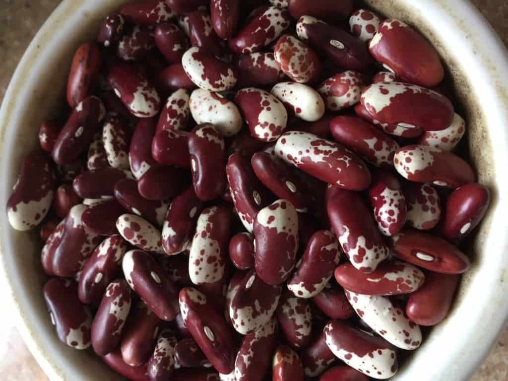 Jacob's Cattle Heirloom Bean