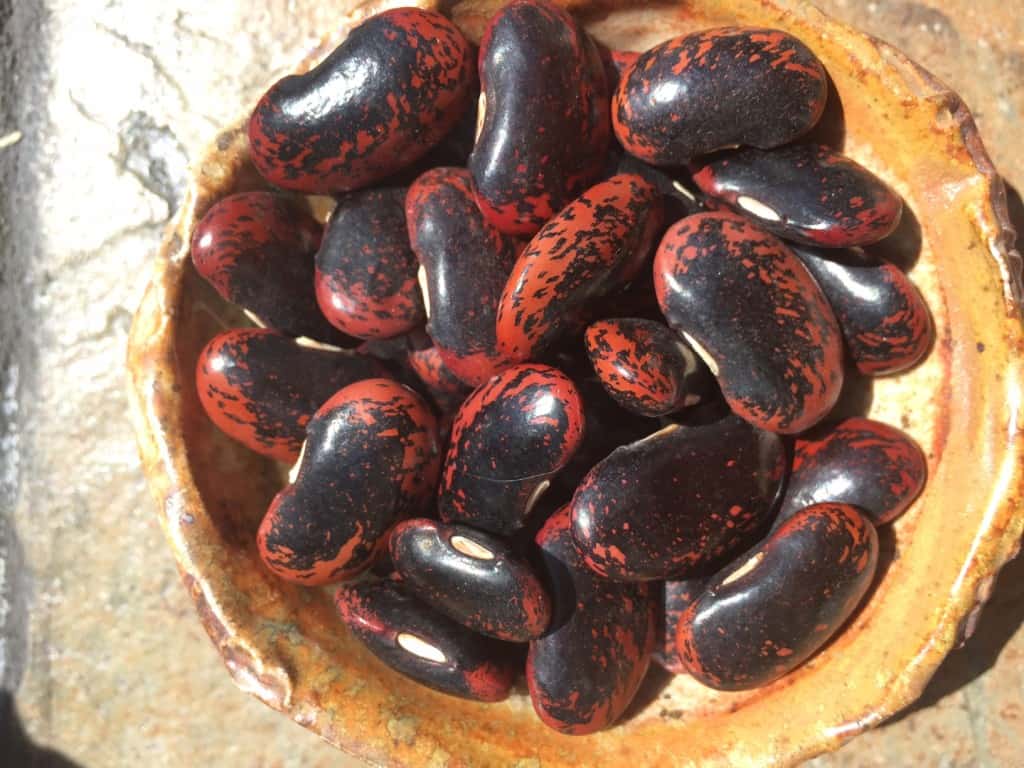 scarlet runner beans