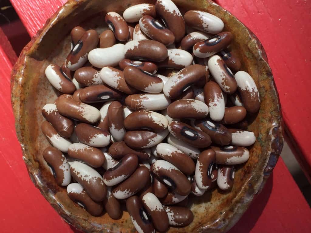 painted pony heirloom beans