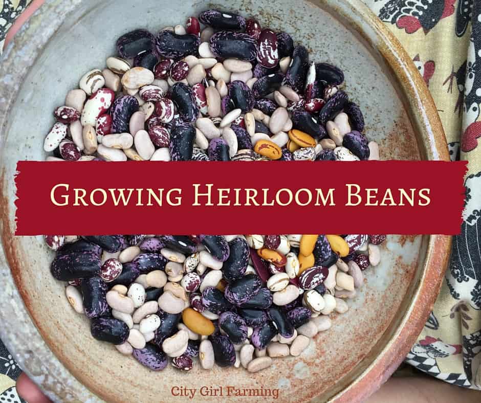 Growing Heirloom Beans