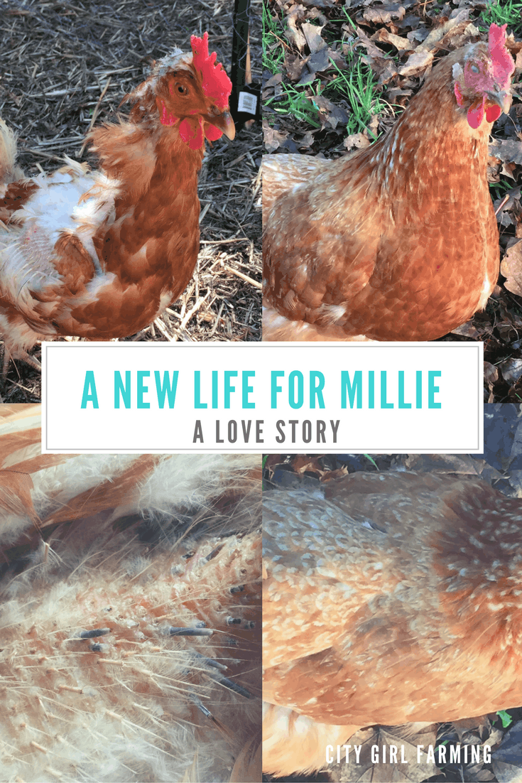 a-new-life-for-millie