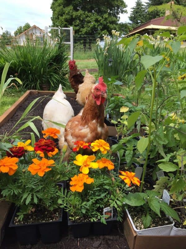 Millie-in-garden