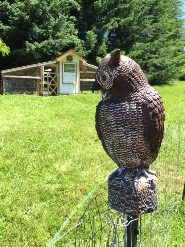 The fake owl is an attempt to discourage the hawk from hanging around