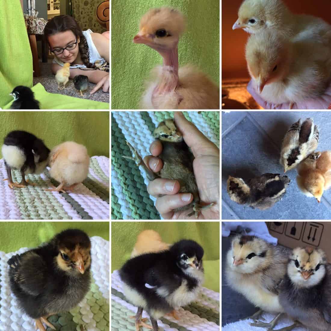baby-chick-collage