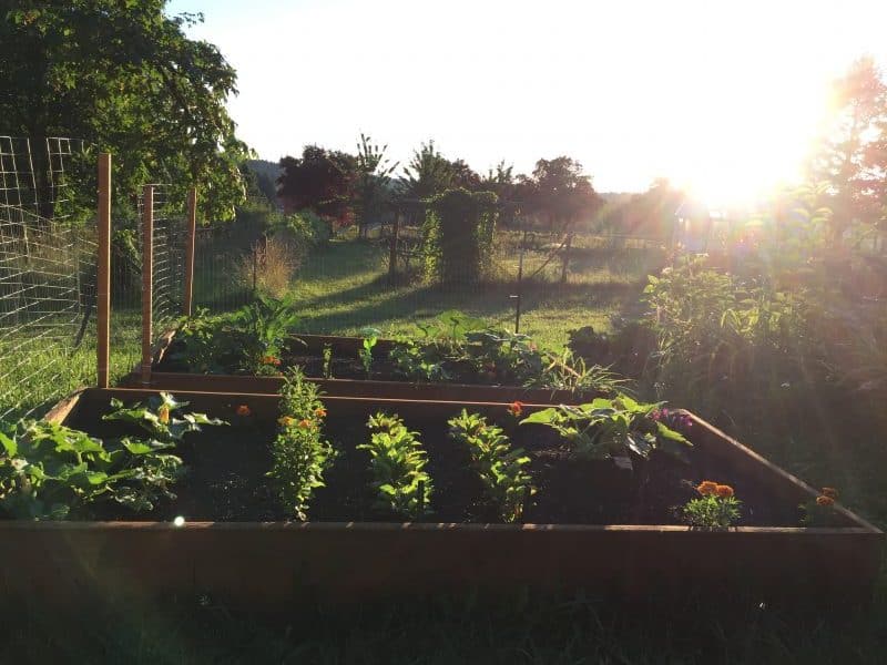 raised-beds