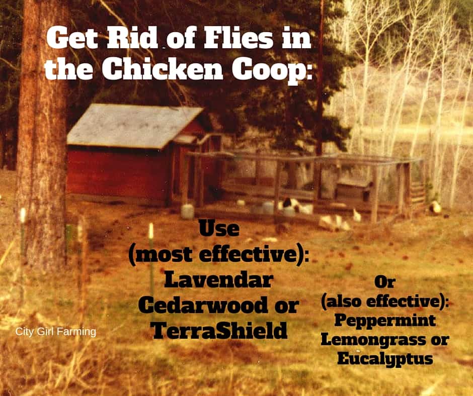 Oils to Help with FLIESin Your Chicken Coop-