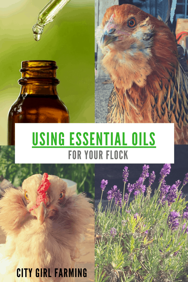 Why essential oils on the homestead can save you big $$