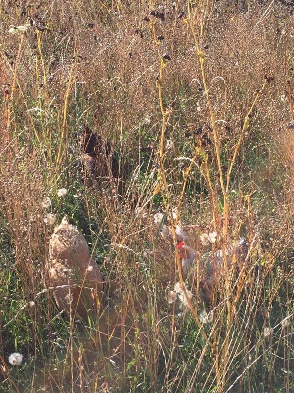 hiding-in-flax