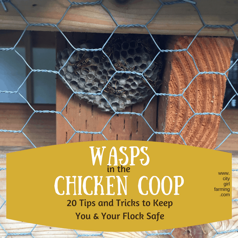 wasps-in-the-chicken-coop