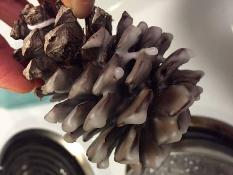 dipped pine cone fire starter