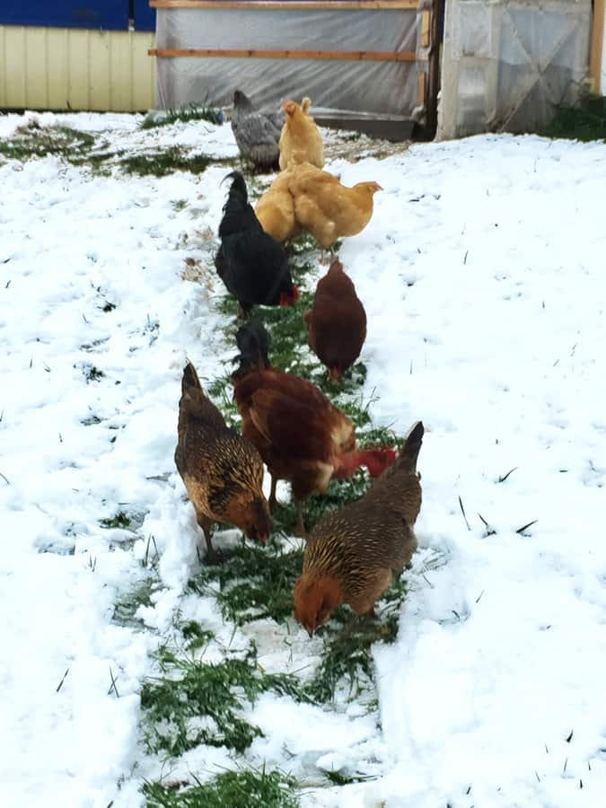 chicken-path