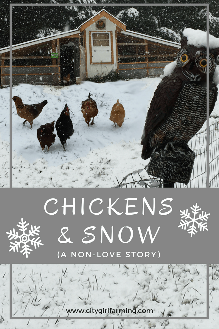 chickens-and-snow-banner