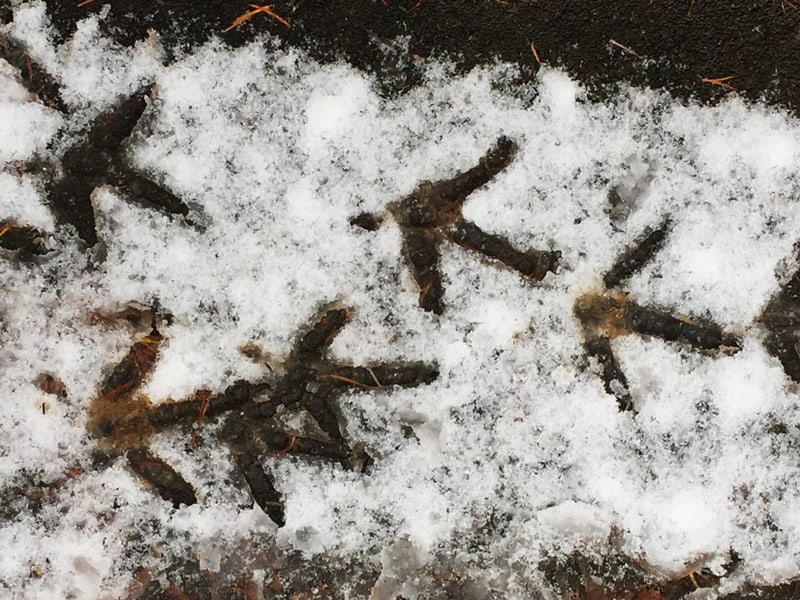 chicken-tracks-in-snow