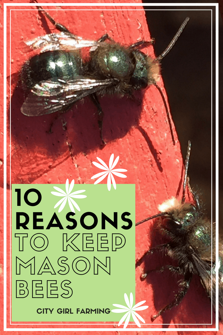 10 Reasons for Mason Bees (1)