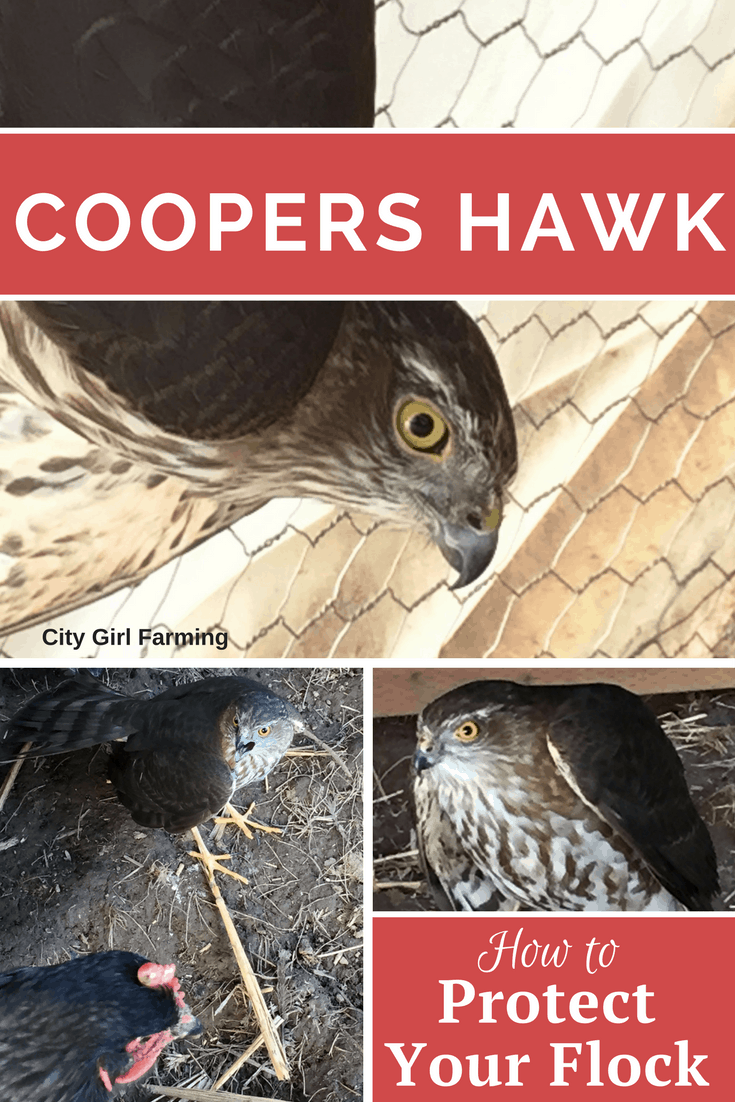 Coopers HAWK