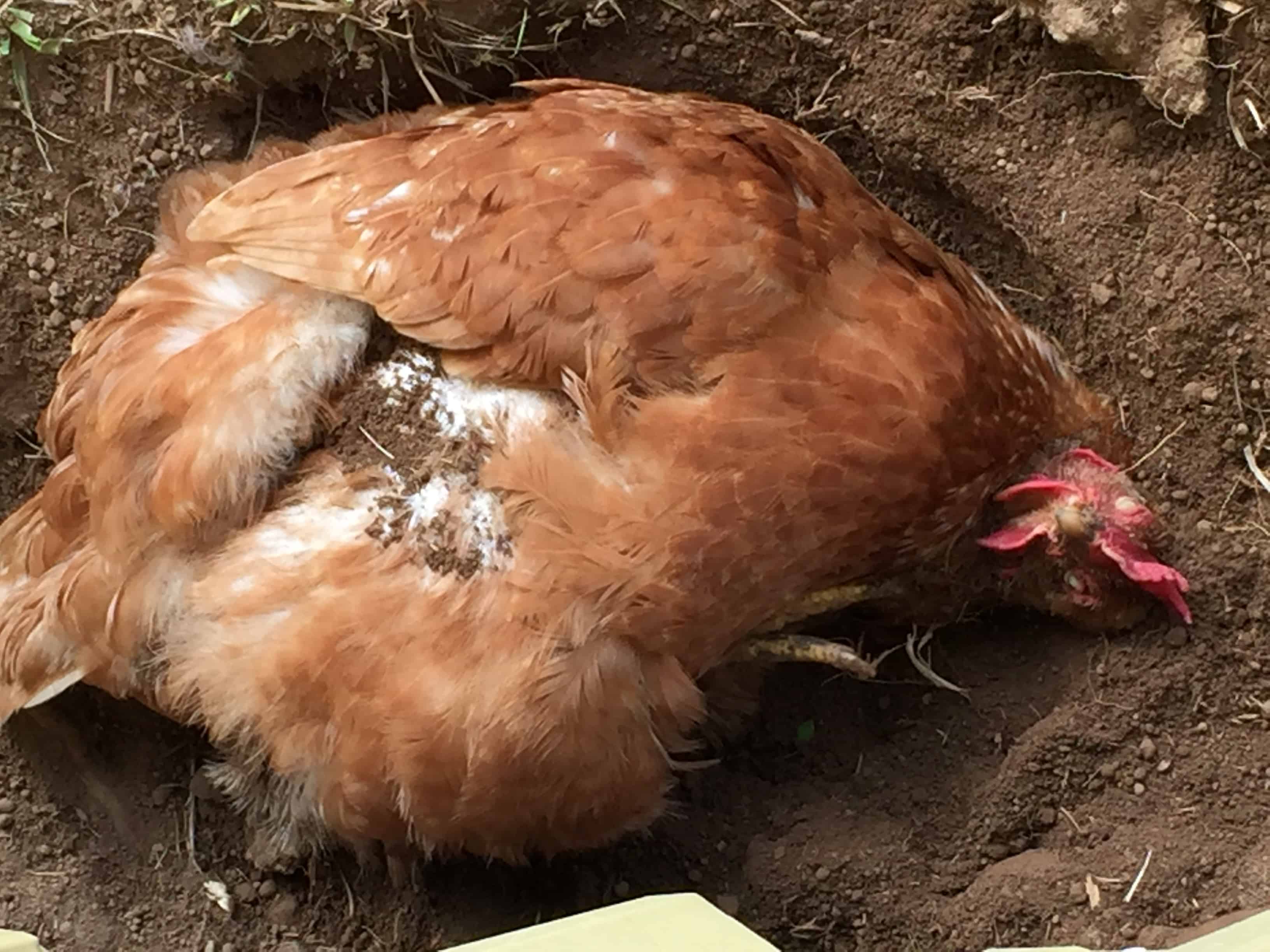 millie dust bath