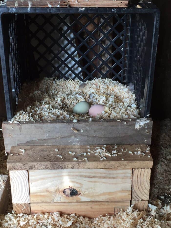 Make a nest box out of a milk crate in just a few minutes and a few scraps!