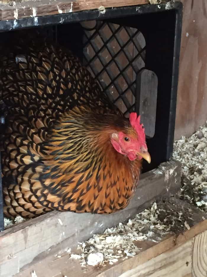 Happy hen on milk crate nest box