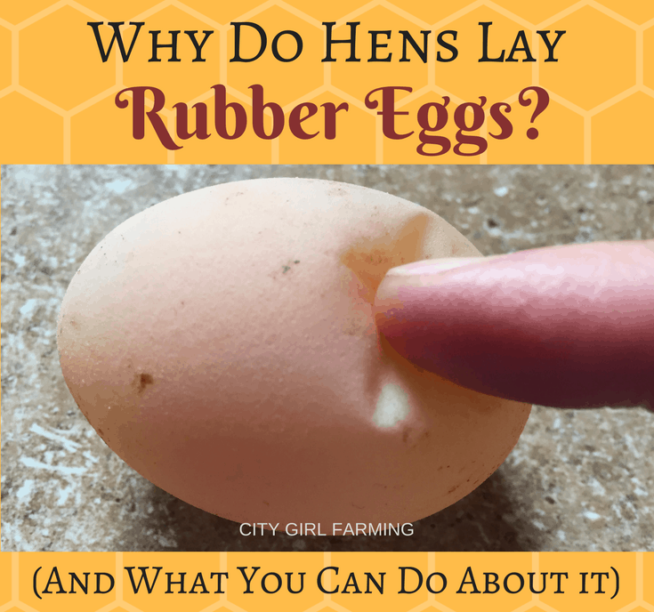 Why Do Hens Lay-2