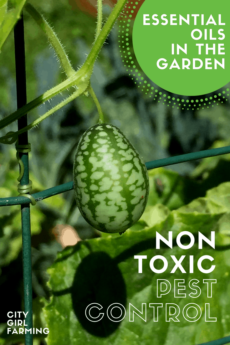 Use essential oils in the garden for lots of non-toxic pest control solutions. Here's some helpful tips and hands-on advice.