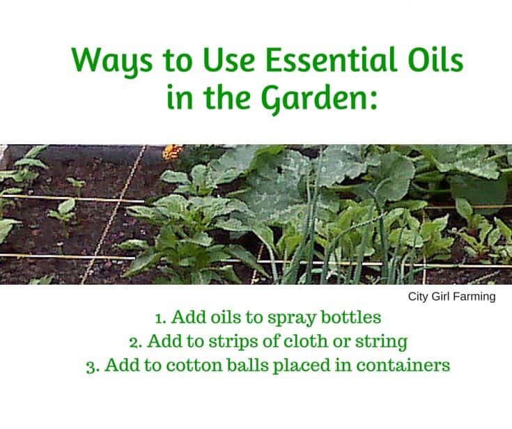 How To Use Essential Oils In The Garden