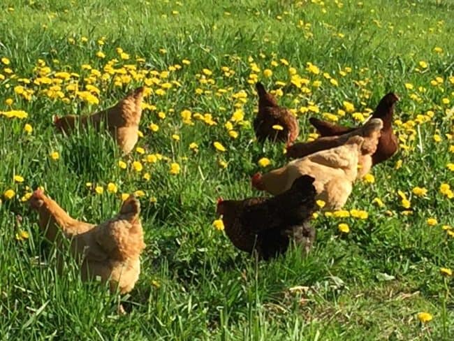 Take the mystery out of feeding your chickens. Know what to feed them when, no matter how old they are.