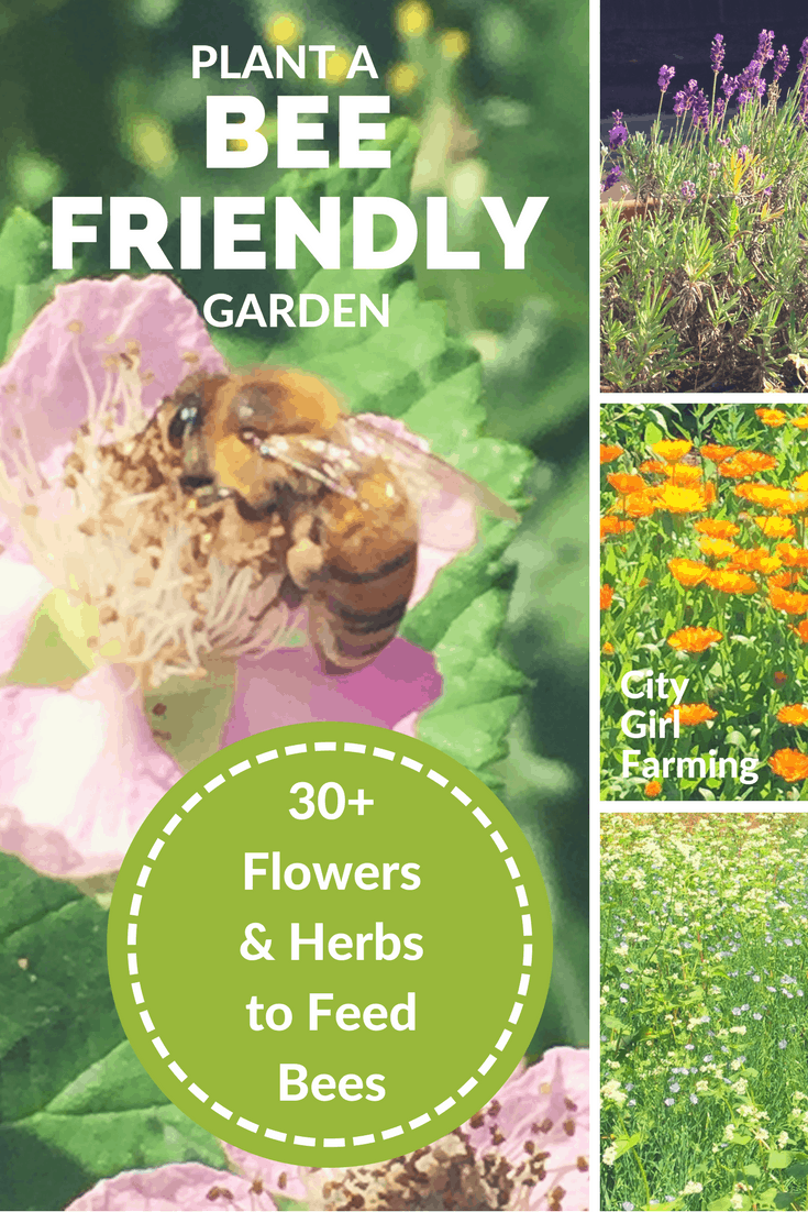 Bee Friendly Farming