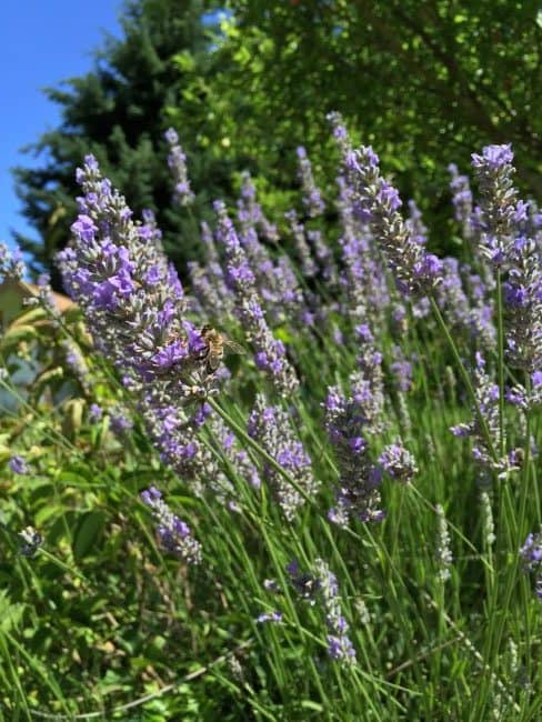 Do you want to help the bees? Plant a bee-friendly garden! This gives the bees something to live on as their populations decline. Our bees are in trouble and we need them. Here's 30+ flowers and plants to help them out.